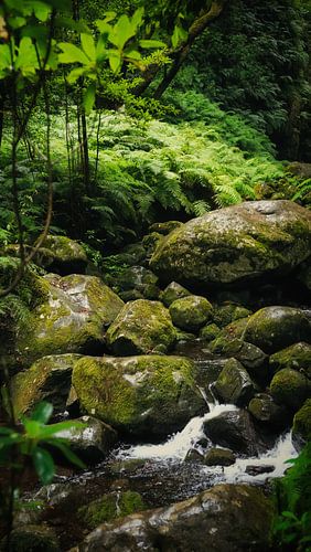 Jungle verte à Madère sur Chris Snoek