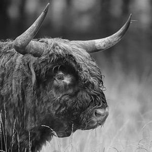 Schottische Highlander in Schwarz-Weiß