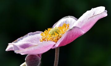 Japanse Herfst Anemoon van Werner Lehmann