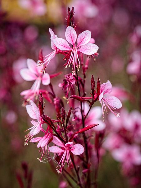 Gaura van Rob Boon