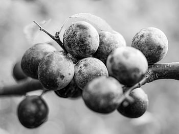 Autumn berries