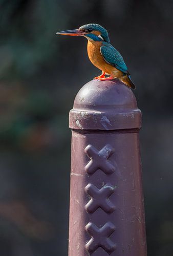IJsvogel op Amsterdammertje