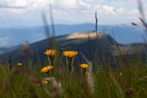 Wilde bloemen pracht