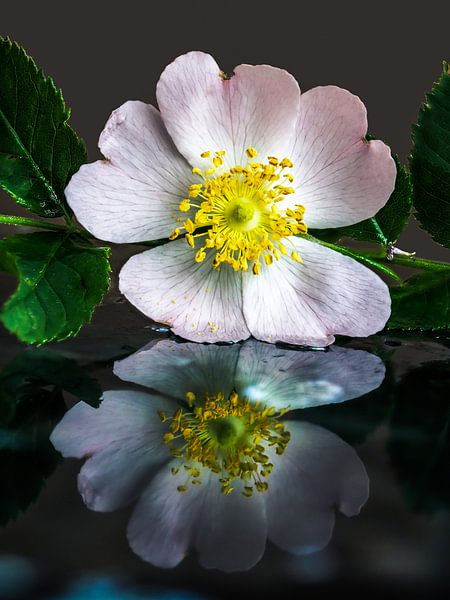 Wildrose by Fredy Jeanrenaud