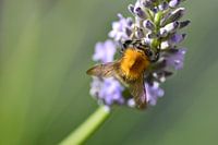bee on lavender with green background