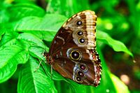 Butterfly on wonderful plants
