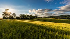 fields