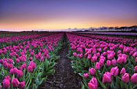 Tulips at sunset by John Leeninga thumbnail