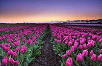 Tulips at sunset