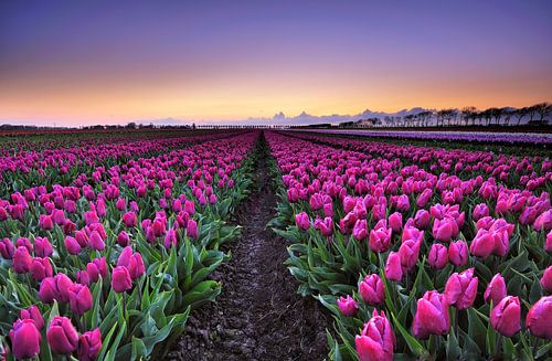Tulpen bij zonsondergang