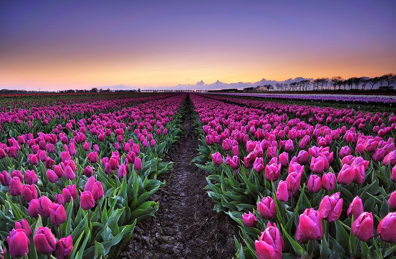 Tulips at sunset by John Leeninga
