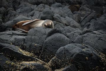 Pelsrob die een dutje doet op de rotsen in Dunedin, Nieuw Zeeland van Anges van der Logt