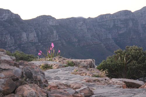 Flowers on a mountain