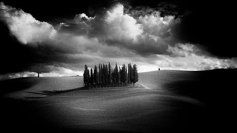The cypresses by Claudio Moretti