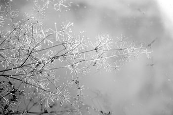 troupeau d'automne