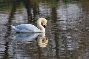 Cygne muet