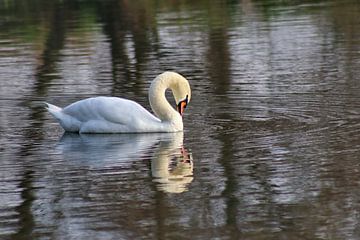 Höckerschwan von John Kerkhofs