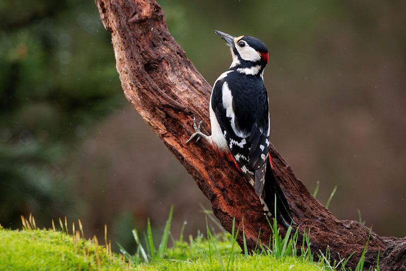 Great spotted woodpecker in the rain by Wendy van der Klift-Bartelings
