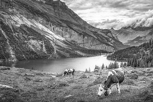 Öschinensee Schweiz in schwarz-weiß