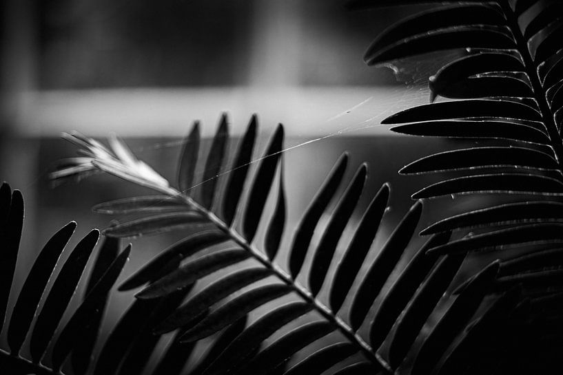 Abstracte planten en bladeren van Rene  den Engelsman