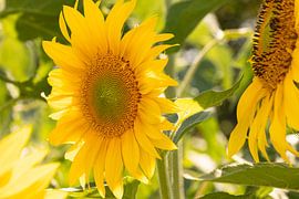 Tournesols sur Christina Neuhaus-Petrosino