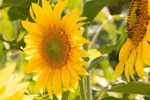Zonnebloemen