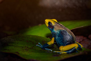 Geel blauwe gifkikker zittend op een blad