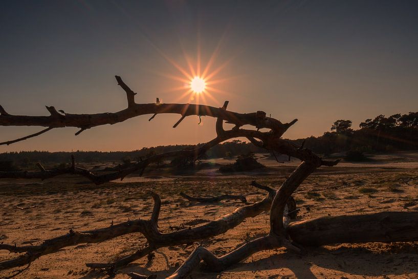 Golden hour at sand drift in Wekerom by Rick van de Kraats