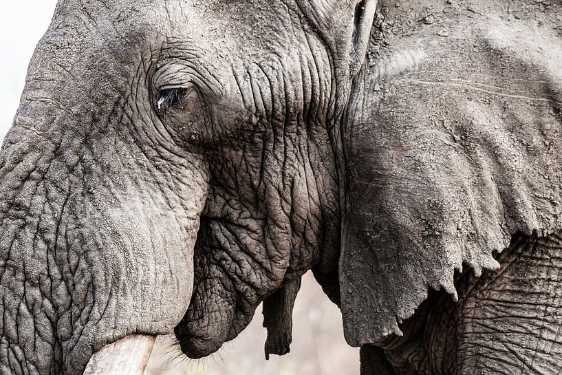 Éléphant d'Afrique, Loxodonta africana par Caroline Piek
