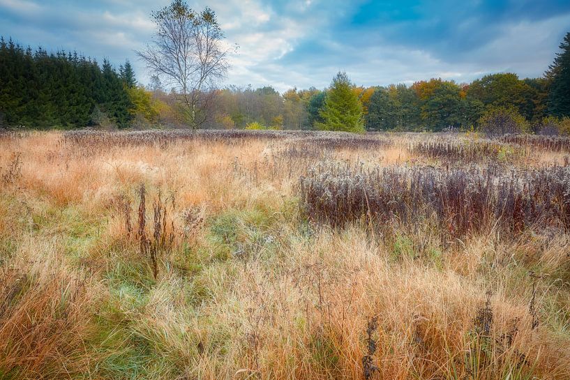 Autumn in the forest in the early morning by eric van der eijk