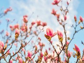 pink magnolia in bloom in spring by okkofoto