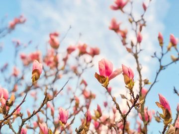 magnolia rose en fleur au printemps