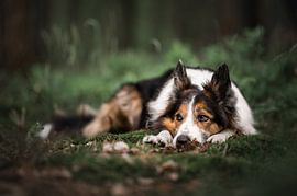 Bed of moss and leafs by Thymen van Schaik