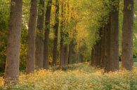 Row of trees with blooming wildflowers by Moetwil en van Dijk - Fotografie thumbnail