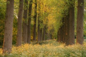 Rangée d'arbres avec des fleurs sauvages en fleurs sur Moetwil en van Dijk - Fotografie