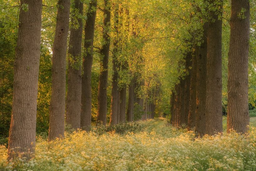 Row of trees with blooming wildflowers by Moetwil en van Dijk - Fotografie