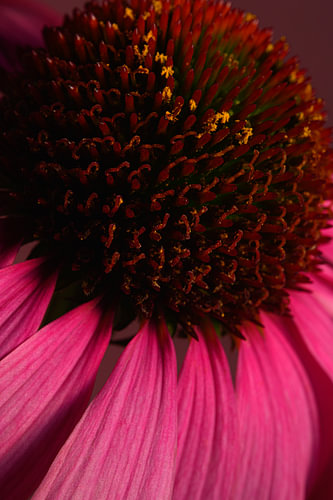 Farbenfrohe Blume – Rosa Blütenblätter mit einem warmen burgunderroten Herz