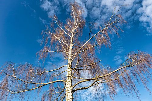 Birke von Dieter Walther