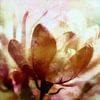 Fantasy flower in the morning sun by FRESH Fine Art