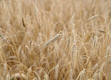 Grain field by simone swart