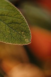 Sauge - herbes sur Tessa Heijmer