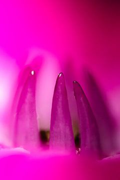 purple flower macro 3 van Johan Slagers