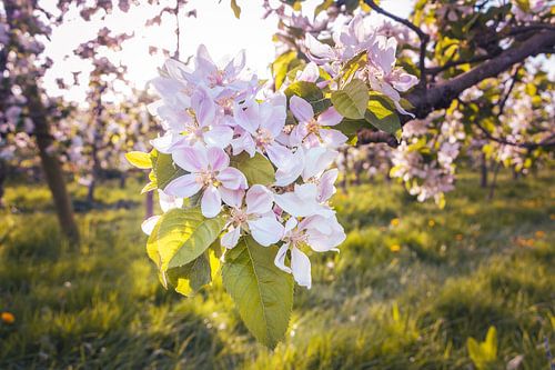 Le printemps dans le verger III - Fleurs de pommier à la lumière du soir