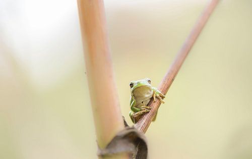 Laubfrosch schaut wachsam auf einen Bärenklau
