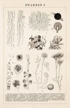 Botanischer Druck Pilze I von Studio Wunderkammer