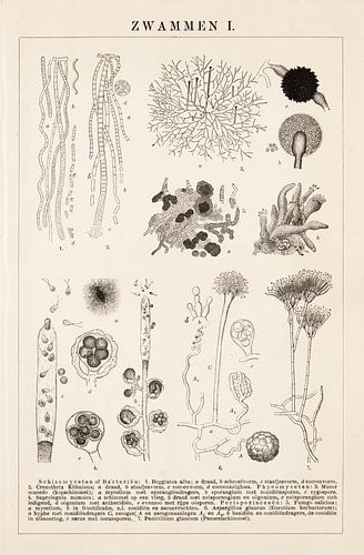 Botanische prent Zwammen I