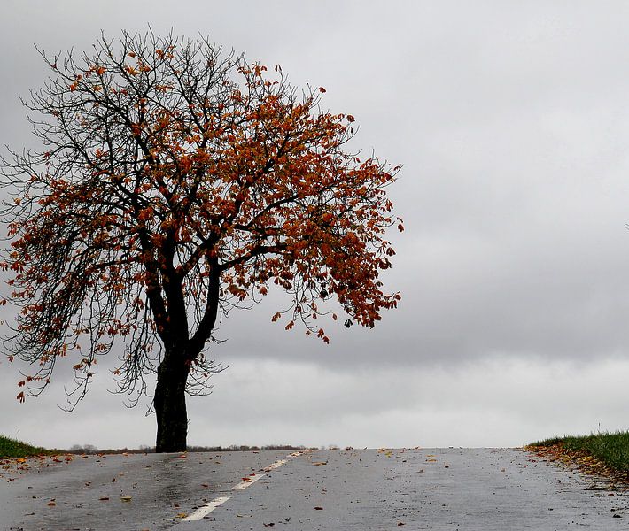 kastanje boom par marleen brauers