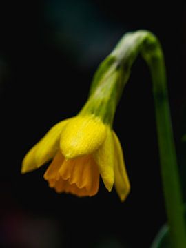 Narcisse sur fond sombre sur Mr White Takes Pictures