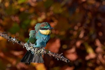 Bee-eater by Marianne Doornbos-Veenstra