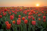 Tulips at sunset